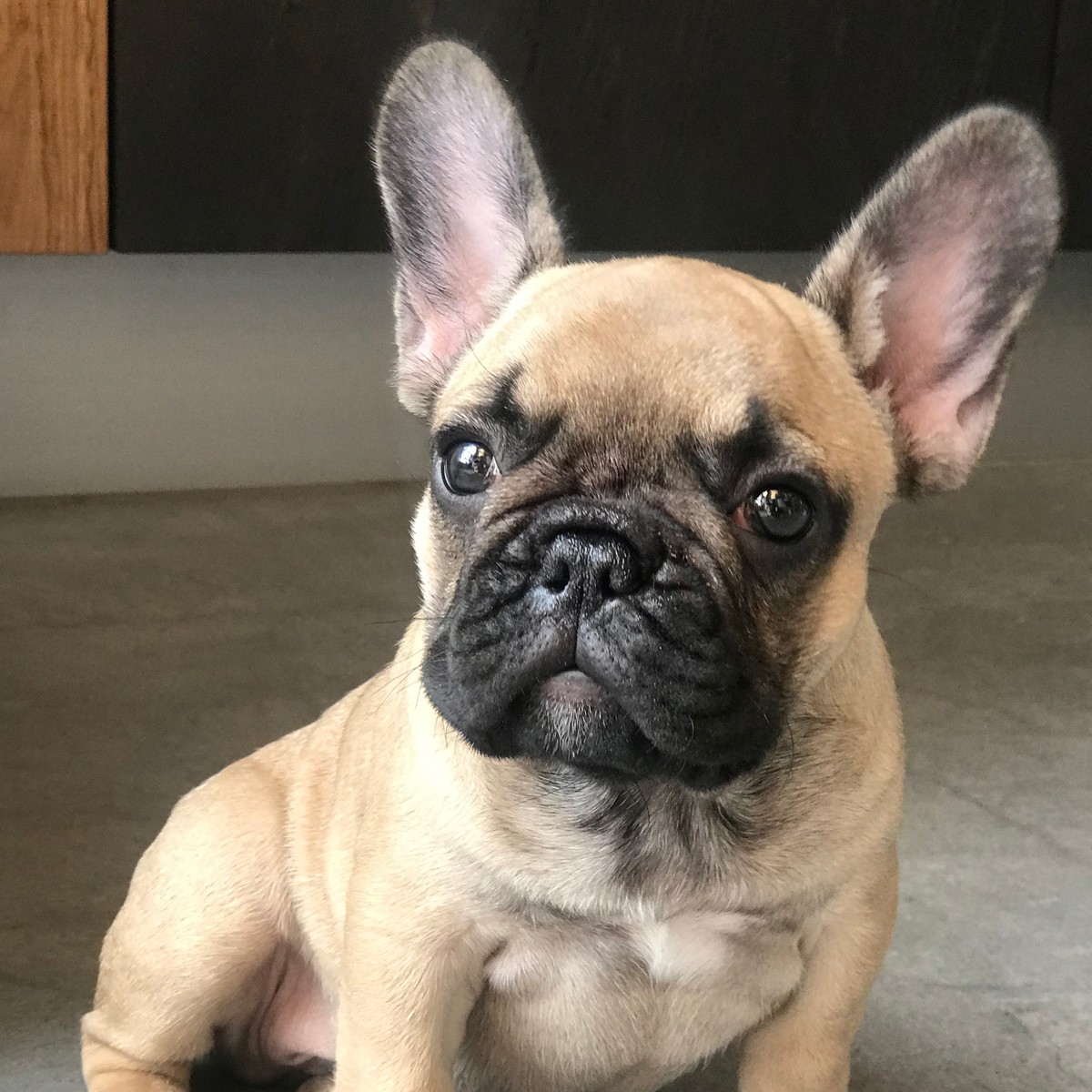 French Bulldog puppy