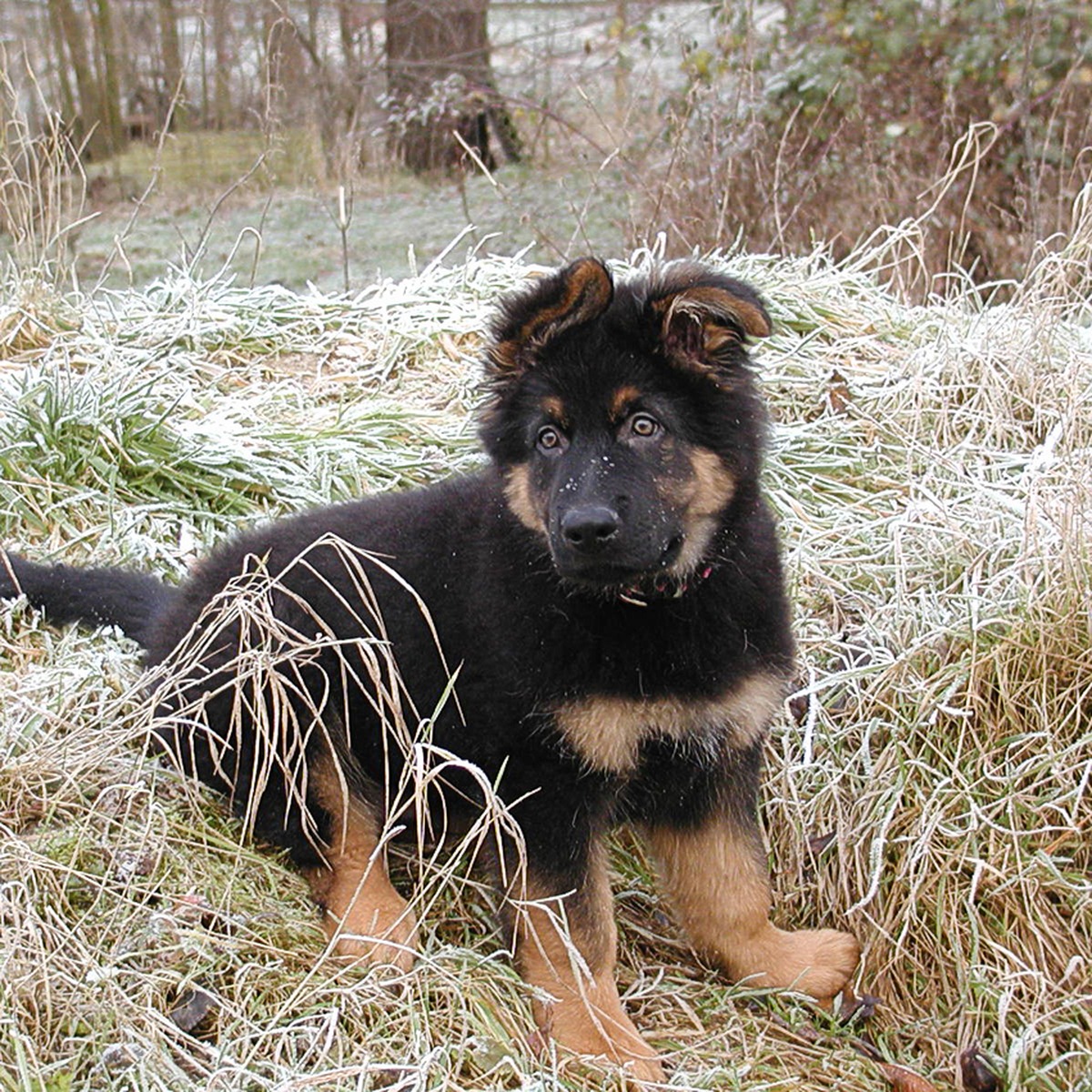 German Shepherd puppy
