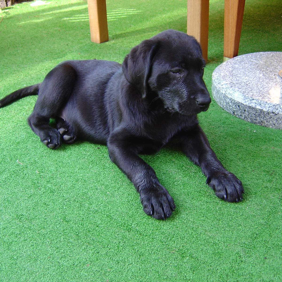 Black Labrador Retriever puppy